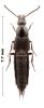 Philonthus sp.